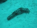 gilit (13)